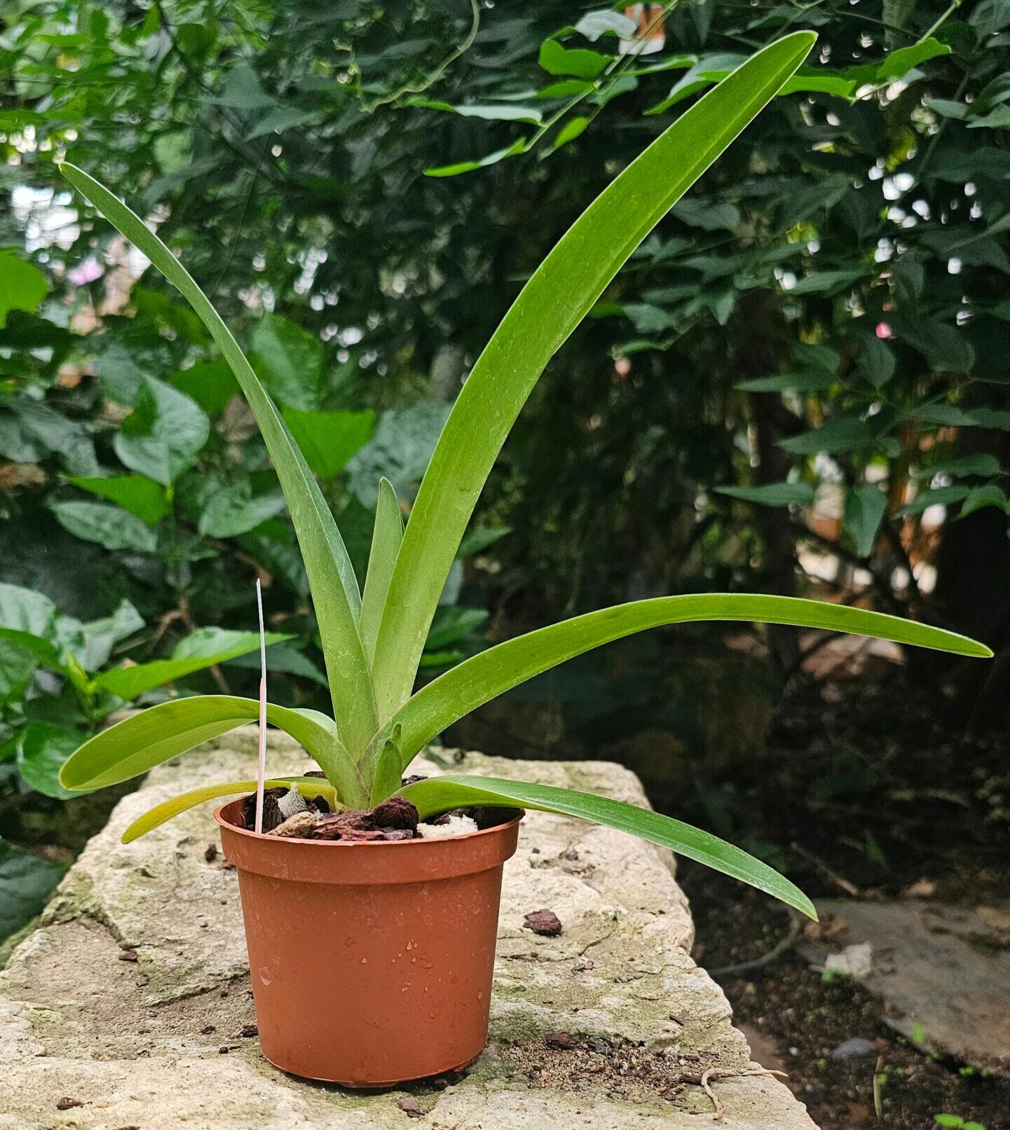 Paphiopedilum druryi